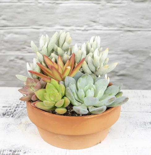 Miniatura 2 de Plants for Pets - Surtido de suculentas vivas en maceta de arcilla, jardinera para suculentas de jardín, regalos únicos de jardinería para amantes