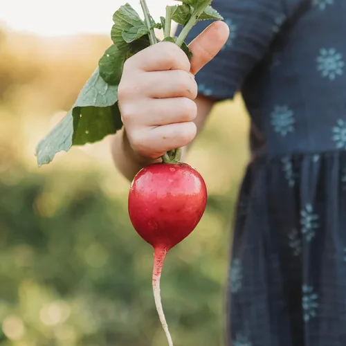 Rábano rosa gigante alemán – 150 semillas – Variedad de reliquia y polinizada abierta, fácil de cultivar y de rápido crecimiento, semillas vegetales