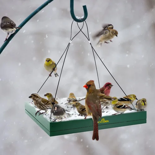Miniatura 5 de MIXXIDEA Bandeja colgante para comedero de pájaros, plataforma de madera para colibríes, bandeja colgante de malla para jardín, patio, decoración
