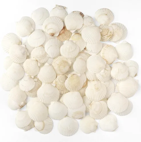 Miniatura 9 de Jangostor 16 conchas de vieira natural, conchas de vieira blancas de 4 a 5 pulgadas, conchas marinas grandes para manualidades, decoración de boda