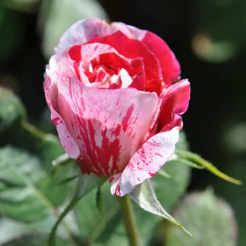 Miniatura 3 de Heirloom Roses Planta de rosas - Scentimental™ Multi Rosal, Arbusto Planta viva para plantar al aire libre