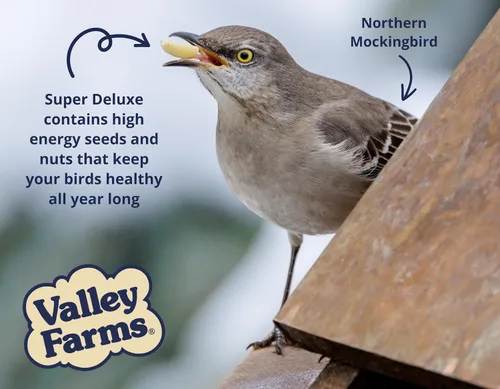 Miniatura 8 de Valley Farms Super Deluxe - Alimento para pájaros silvestres (15 libras) para comederos exteriores – 0% rellenos – cargas de semillas de girasol