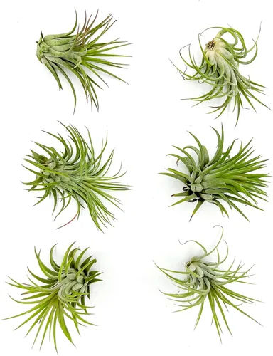Miniatura 11 de ragnaroc Plantas de aire – Druida Tillandsia Ionantha, Regular 2-3 pulgadas – 3 ct – Llegada viva garantizada – Plantas de interior para decoración