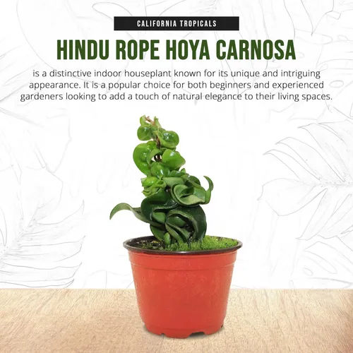 Miniatura 2 de California Tropicals Cuerda hindú viva Hoya Carnosa – Idea única de regalo de planta de interior para decoración del hogar, maceta en una maceta