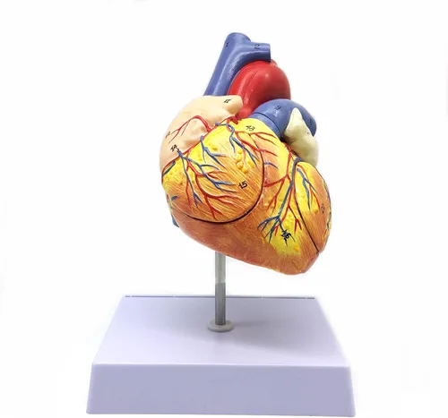 Miniatura 3 de XINDAM Modelo anatómico de corazón humano ampliado 2X, modelo anatómicamente preciso de corazón, anatomía de esqueleto humano para ciencias, aula
