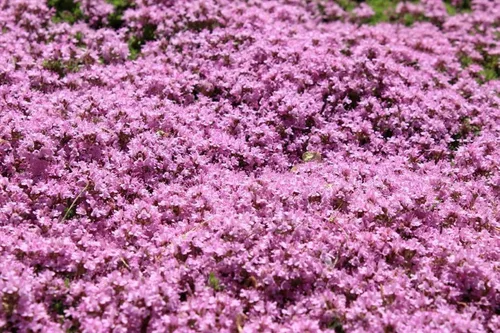 10,000 semillas de flor de tomillo rastrero, Thymus serpyllum, (cubierta del suelo) rosa, semillas cultivadas en Estados Unidos de primera calidad,