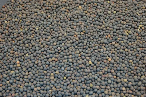 Miniatura 4 de Semilla de leguminosa de arveja peluda (10 libras) – Elige el tamaño. Willamette Valley, cultivada en Oregon, sin OMG, sin rellenos, sin
