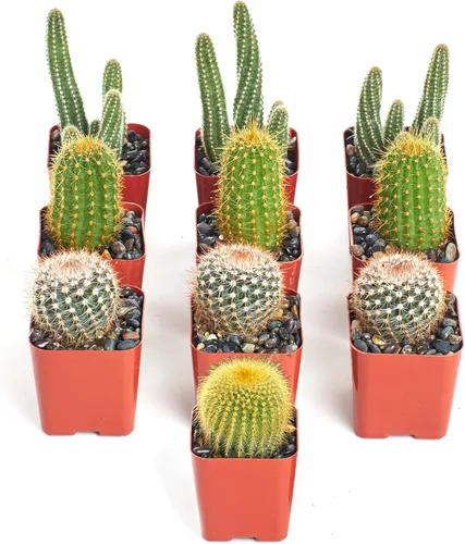 Miniatura 9 de Crasa y cactus de Shop Succulents