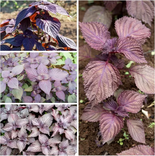 Miniatura 5 de Seed Needs Shiso - Semillas de hierbas variadas, paquete de 2 sin OMG y perilla de reliquia