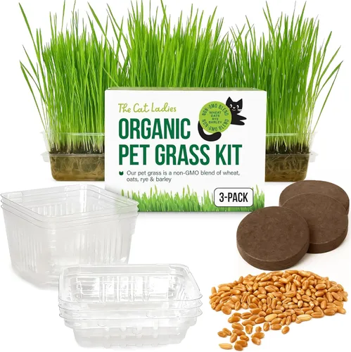 The Cat Ladies Hierba para gatos de interior – Kit de cultivo – Semillas orgánicas de pasto para gatos, contenedores libres de tierra y BPA (sin