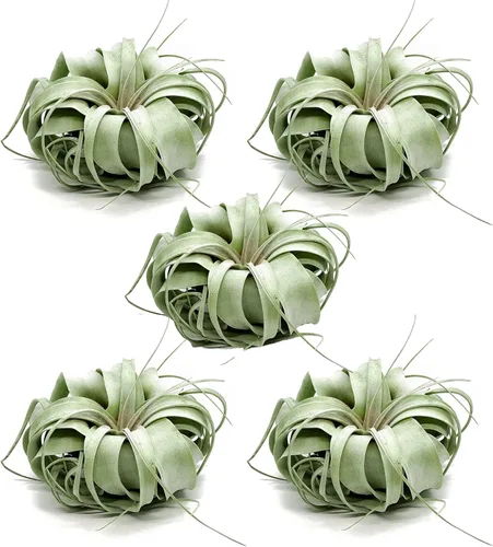 Miniatura 27 de ragnaroc Plantas de aire – Tillandsia Xerographica, gigante de 9-14 pulgadas – 1 unidad – Llegada viva garantizada – Plantas