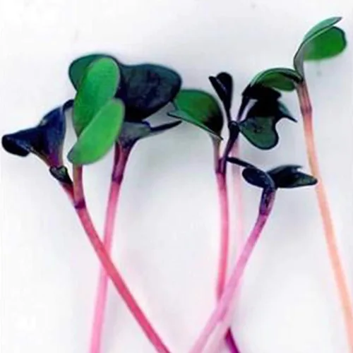 Miniatura 2 de Mezcla de ensalada picante orgánica Microgreens Semillas: paquete de 0.30 oz - Mezcla de semillas de micro verduras sin OMG: brócoli, col rizada