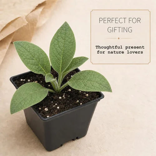 Miniatura 8 de Smoke Camp Crafts Planta de consuelda, Symphytum officinale, hermosas plantas de punto, decoración de jardín, maceta de 2.5 pulgadas