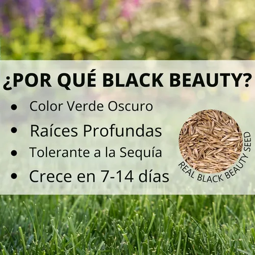 Miniatura 5 de Jonathan Green (10324) Black Beauty Ultra Semilla de Césped - Semilla de césped de temporada fría (50 libras)