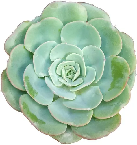 Miniatura 20 de Echeveria Lola - Planta suculenta saludable Echeveria Live de fácil cuidado para interiores, totalmente arraigada en tamaños de 2/4/6 pulgadas