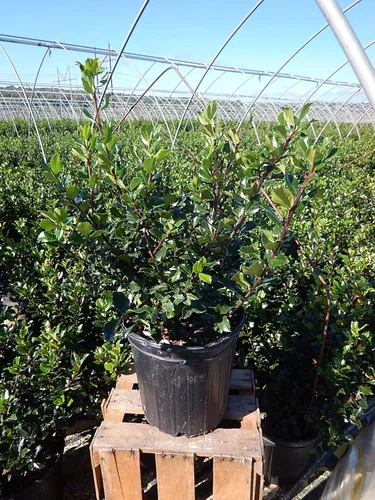Miniatura 2 de Ilex X meserveae 'Blue Prince' (Blue Holly) Perenne, #3 - Tamaño Contenedor