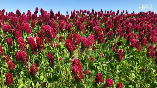 Miniatura 3 de TomorrowSeeds - Crimson Clover Seeds - 1 Pound - for 2025 Planting USA Garden Flower Italian Blood Red Clovers Winter Annual Cover Crop Non-GMO