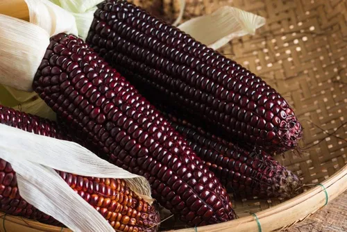 Semillas de maíz raras para plantar - 25 semillas por paquete - (Bloody Butcher Corn)