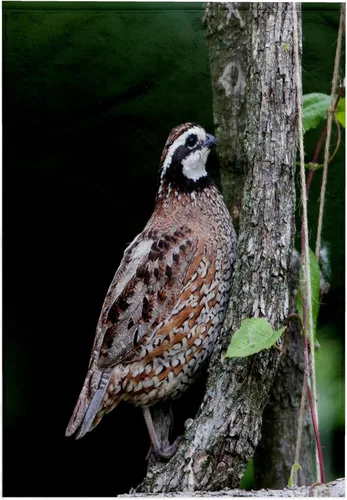 Miniatura 6 de 3dRose Northern Bobwhite Quail Male Calling, Marion Co. IL 11x12 Wash Cloth for Face and Body