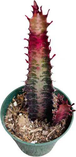 Plantas de cactus suculentas vivas de USKC (maceta de 4 pulgadas) (Euphorbia Trigona Rubra/árbol de leche africana)
