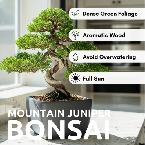 Miniatura 6 de 30 semillas de árbol bonsái de enebro de montaña para cultivar - Los enebros muy apreciados son los bonsáis más valiosos para los coleccionistas