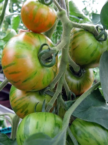 Miniatura 3 de Tigerella Beefsteak Tomate Gigante Determinado Vegetal No GMO para Plantar (50 Semillas)