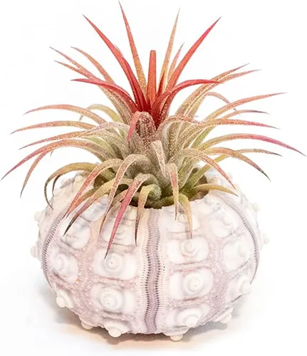 Miniatura 2 de Air Plant Shop Paquete de 3 erizos Sputnik con plantas de aire surtidas, al por mayor y a granel, suculentas, Tillandsia viva, plantas