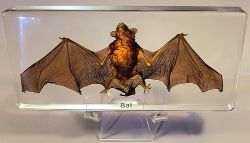 Murciélago de bambú real menor de 5.5 pulgadas en resina de Lucite cristalina, espécimen de pisapapeles, colección de manualidades de taxidermia de