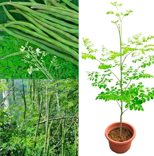 Miniatura 3 de 100 Semillas de Moringa Aproximadamente Semillas de Moringa para Plantar Comestibles, Excelente Germinación Grado Premium PKM1 Semillas
