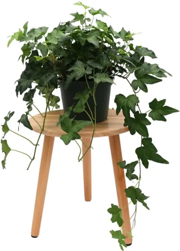 Miniatura 10 de American Plant Exchange Paquete de 2 macetas de hiedra inglesa, paquete de 2 macetas de 4 pulgadas, plantas de interior verdes y abigarradas