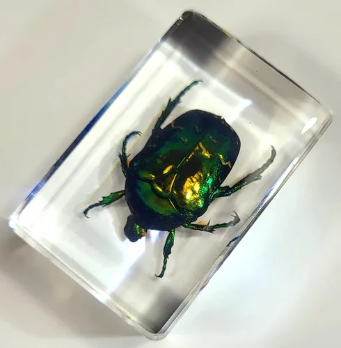 Miniatura 6 de Escarabajo británico Chafer de rosa real de 1.732 pulgadas en resina de lucita cristalina, muestra preservada de cetonia aurata, insectos