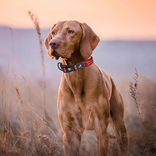 Miniatura 6 de KZV006-03M Collar de perro reflectante para perros pequeños, medianos y grandes
