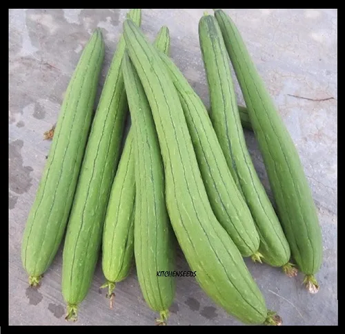(20) Semillas de Luffa comestibles de vegetales asiáticos, calabaza esponja larga y lisa, Muop Huong de Kitchenseeds