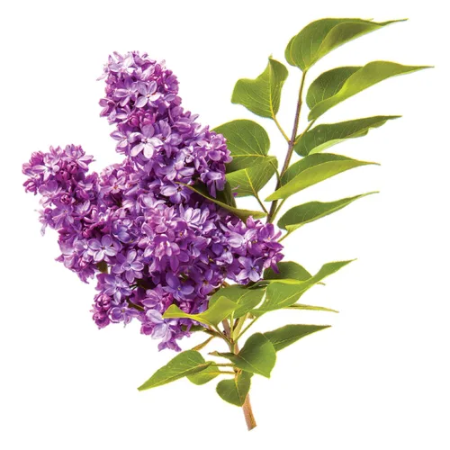 Miniatura 7 de CHI VolumeCare Acondicionador Voluminizador, Aumenta el Volumen en Cabello Fino, Delgado o Plano, Fórmula Hidratante, Sin Sulfatos, Sin Parabenos