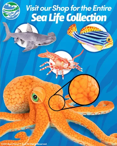 Miniatura 4 de Real Planet Peluche de ballena, regalo realista para niños de todas las edades, peluche grande de ballena esperma del océano, regalos de cumpleaños