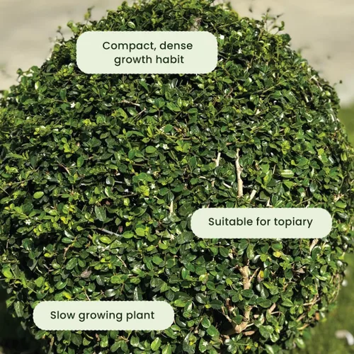 Miniatura 5 de American Plant Exchange Boj de gaulteria viva, maceta de 10 pulgadas, arbusto de hoja perenne resistente al frío con follaje verde denso, planta