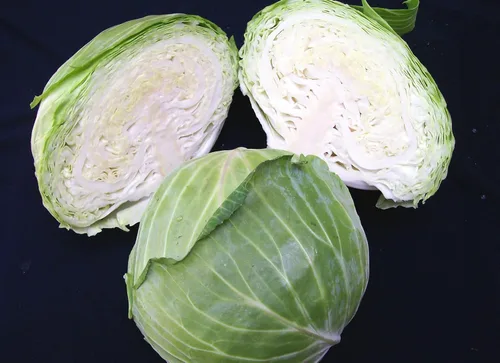 TomorrowSeeds - Semillas de col holandesa plana tardía - Más de 1000 unidades - para plantar 2025 Dutchhead Almacenamiento resistente al frío