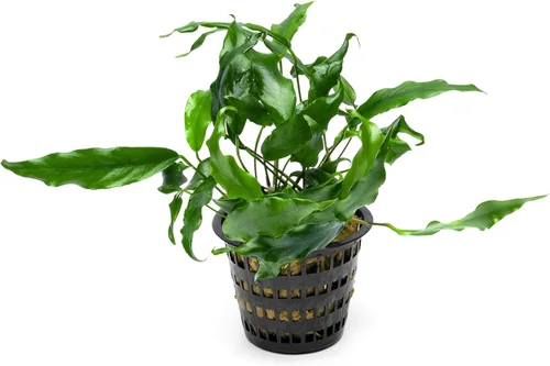 Miniatura 56 de SubstrateSource Plantas vivas – Anubias Hastifolia (Anubias hastifolia) – Luz baja a moderada, hojas en forma de flecha de color verde medio a