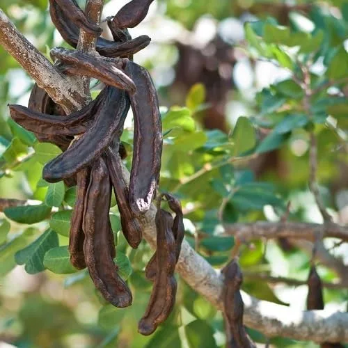 Miniatura 2 de Nuevas semillas frescas de algarrobo negro de 30 piezas Generic