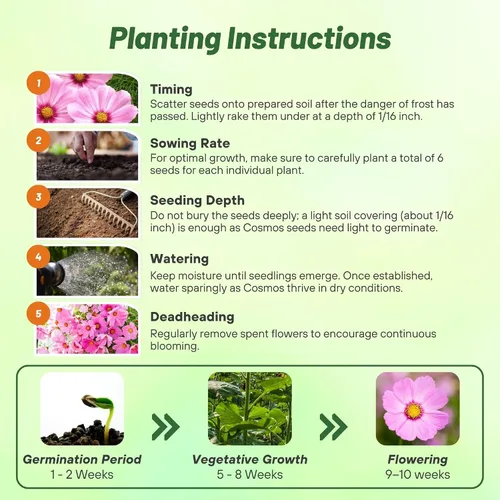 Miniatura 4 de Outsidepride Gloria Cosmos Bipinnatus Seeds - 1000 piezas anuales, fáciles de cultivar y tolerantes a la sequía, semillas de flores para plantar