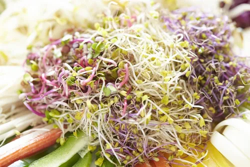 Miniatura 2 de Semillas de brotes de rábano (250 semillas) Microgreens de fácil y rápido crecimiento, muy saludables