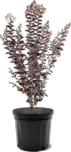 Miniatura 14 de American Plant Exchange Black Diamond Shell Pink Crape Myrtle Tree Live, maceta de 1 galón, 1-1.5 pies de alto, flores rosas vibrantes, tolerantes a