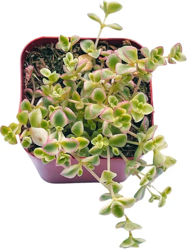 Miniatura 9 de Suculentas plantas vivas de 2 pulgadas, Planta rosario variegada, minisuculentas, plantas de interior de fácil cuidado enraizadas en mezcla