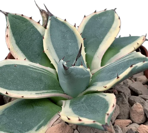 Espiga de Agave Applanata-Crema de 4 pulgadas, planta viva de cactus suculentas, hojas azules varigadas con borde cremoso blanco, espigas de color