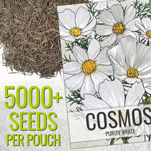 Miniatura 3 de Seed Needs Cosmos Seeds White Purity 5,000 Semillas Heirloom Paquete a granel