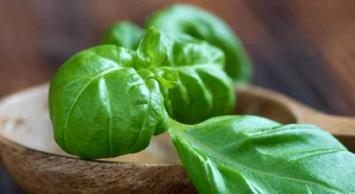 Miniatura 4 de Semillas de albahaca de hoja grande, más de 700 semillas para plantar sin OMG