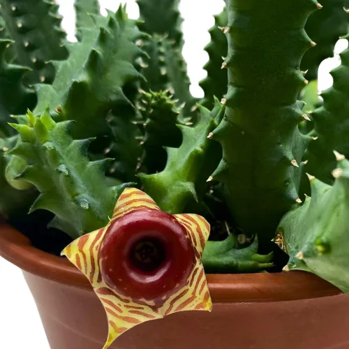 Miniatura 4 de BubbleBlooms Salvavidas Huernia Zebrina, Starfish Stapelia Cactus, vive en una maceta de 4 pulgadas