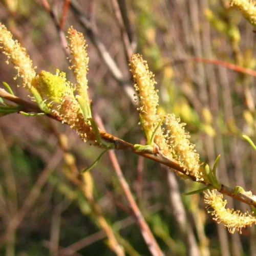 Miniatura 3 de Sandbar Willow Salix Exigua Coyote Willow 10 Esquejes M4