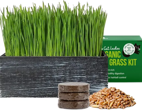 Kit de Hierba para Gatos de The Cat Ladies con Jardinera de Madera Rústica Negra, Semillas de Hierba Orgánica para Gatos y Tierra. Hierba para Gatos