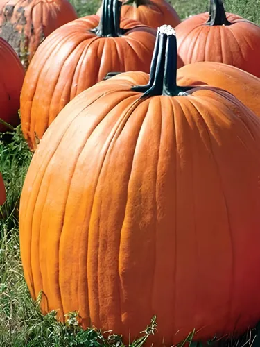 Miniatura 3 de Big Max - Semillas de calabaza (Cucurbita Maxima) – Calabazas gigantes para decoración de otoño, tallado y horneado Variedad sin OMG, alto
